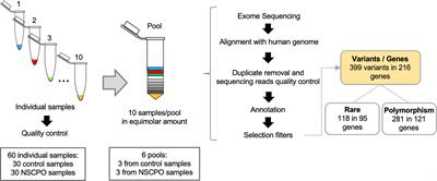 Identification of Novel Variants in Cleft Palate-Associated Genes in Brazilian Patients With Non-syndromic Cleft Palate Only